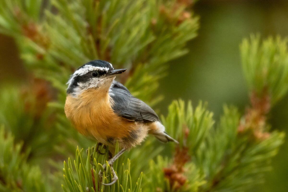 A nuthatch perches amid pine needles during Montana birding tours with Naturalist Journeys.
