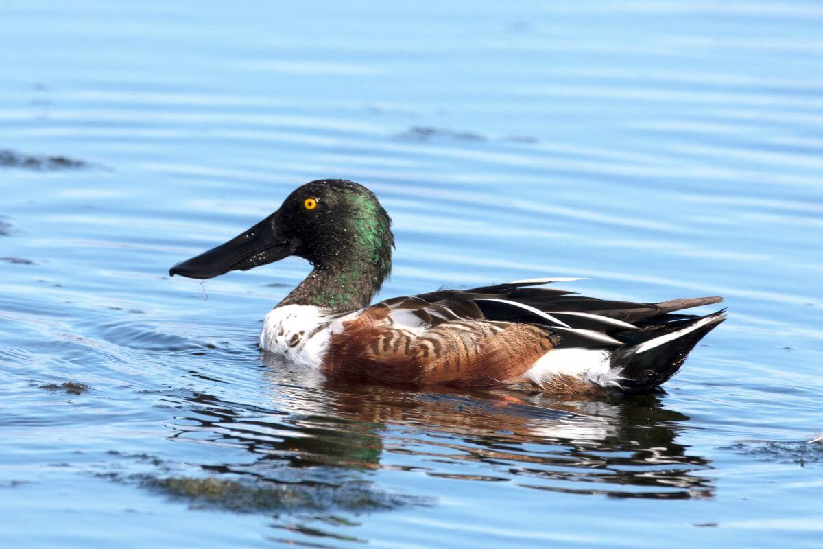 A northern shoveler duck, characterized by its large black bill and iridescent green head, floats on the blue waters of Montana.