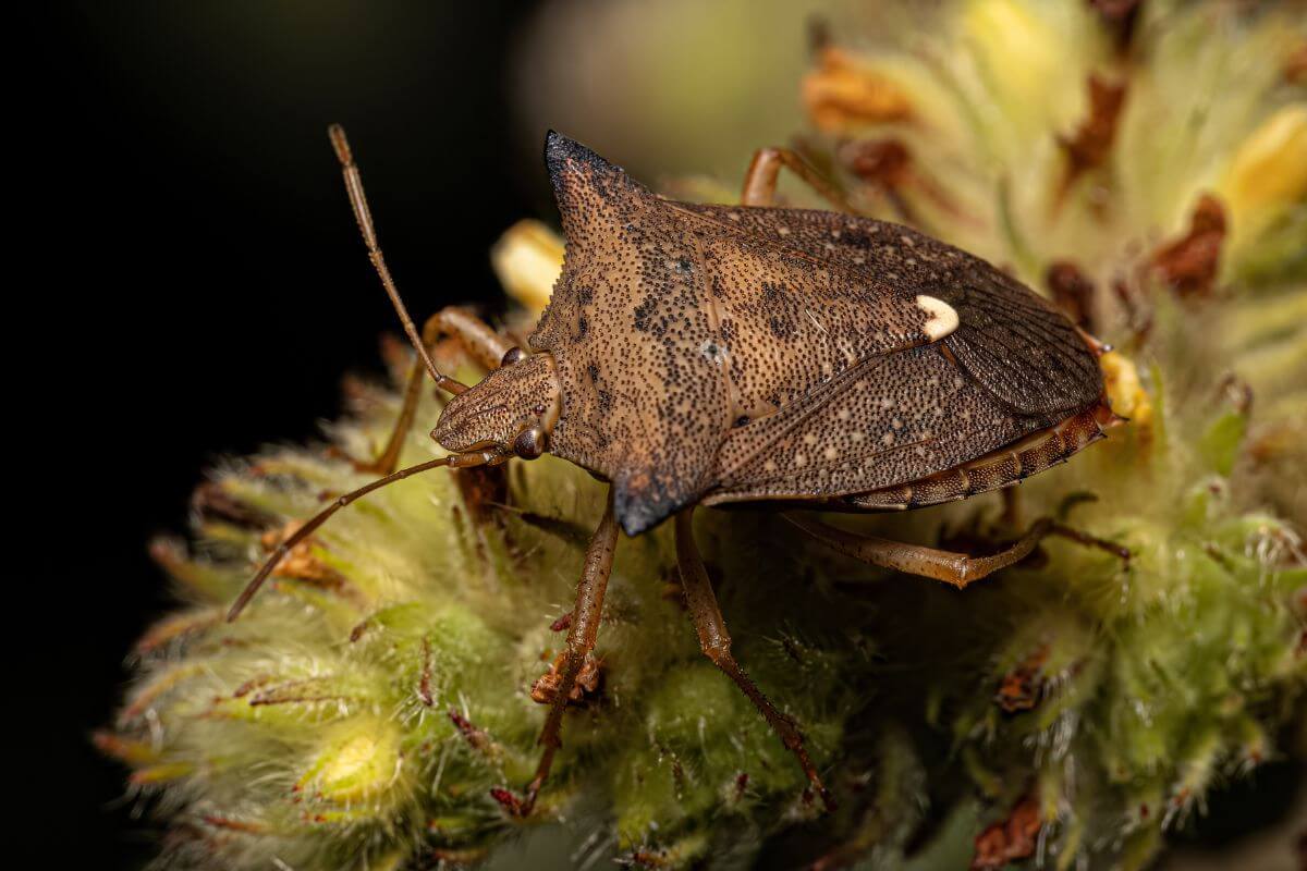 One Spotted Stink Bug
