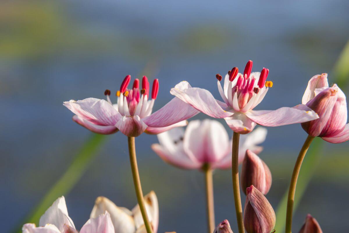 The flowering rush, identified as a Montana invasive species, blooms with its pink petals.