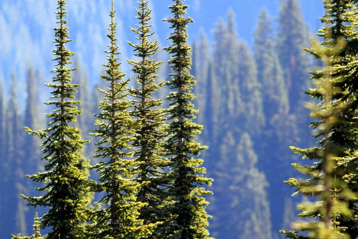 A group of Subalpine Fir trees with more trees in the background.