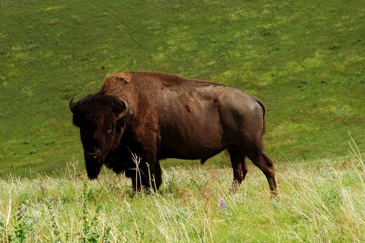 A bison is standing in a grassy field in Montana.