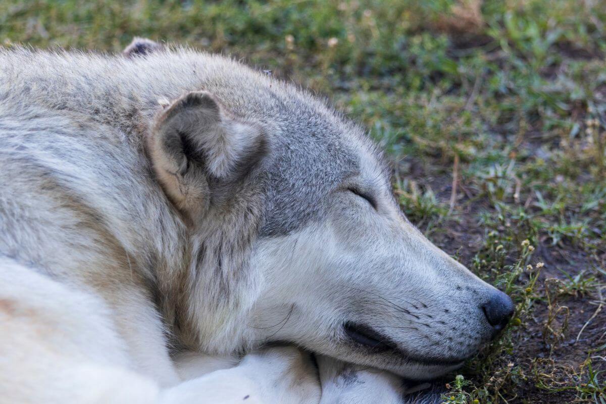 A wolf is peacefully sleeping in the grass in Montana.