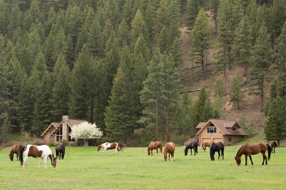 A group of horses graze in a lush green meadow at Triple Creek Ranch. Dense pine trees surround the area, with two rustic wooden cabins nearby.