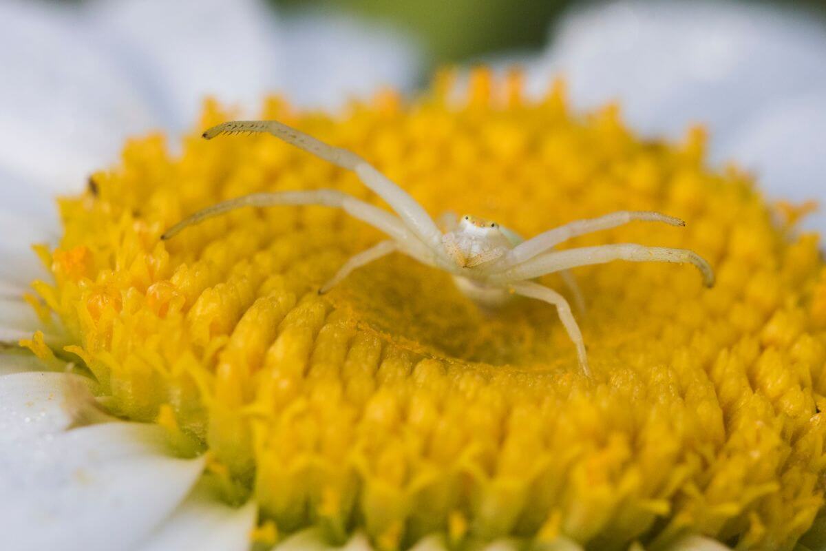 A Montana crab spider on top of a yellow flower.
