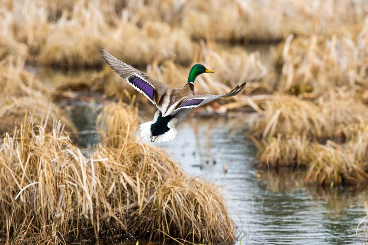 A duck in mid-flight over dried grasses and still water at the Black Coulee Wildlife Refuge in Montana.