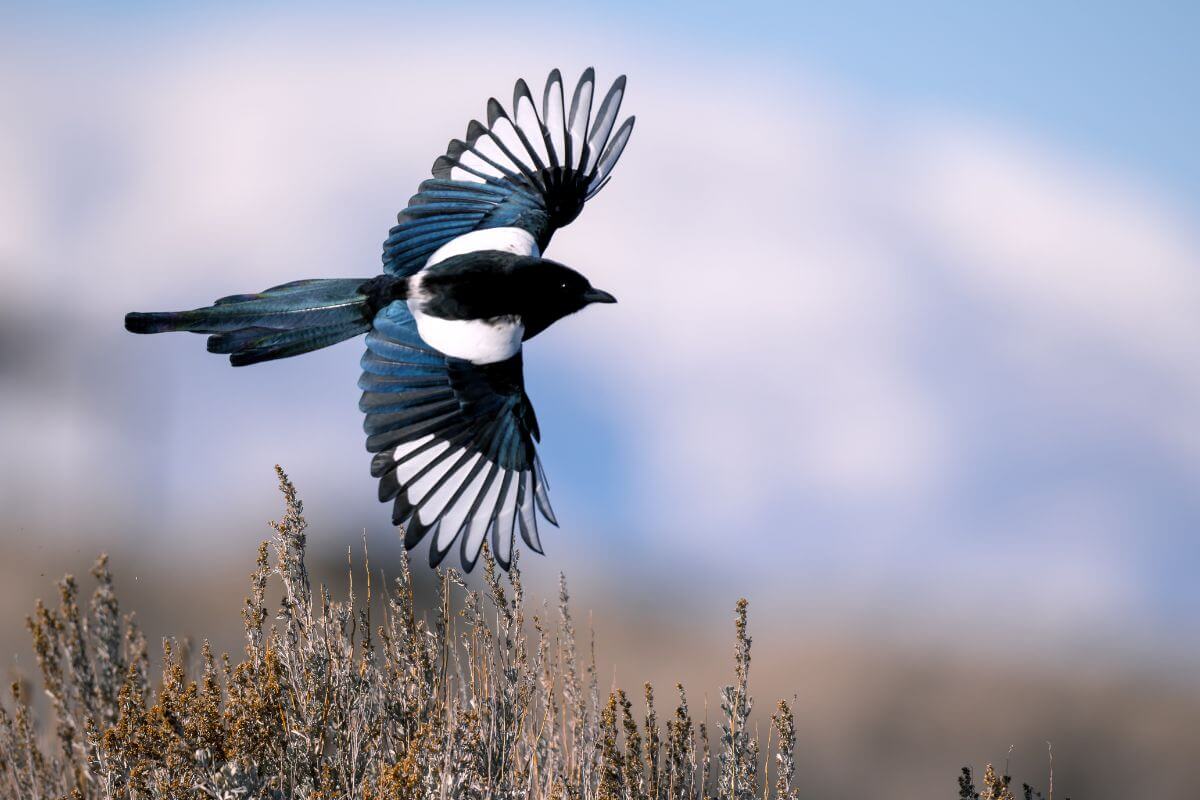 37 Montana Bird Species You Need to See - Pocket Montana