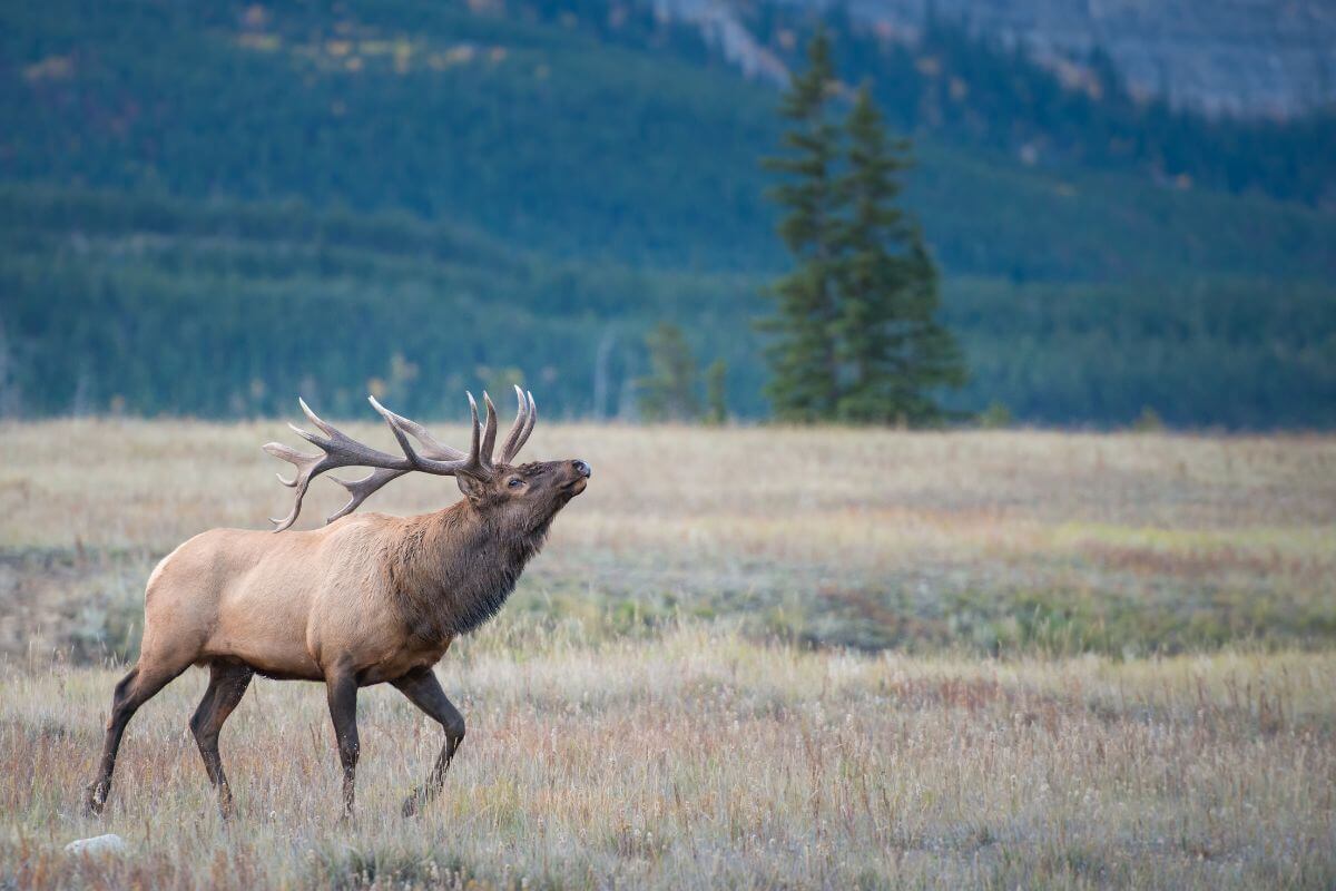 DIY Montana Elk Hunt Basics for Hunting Success - Pocket Montana