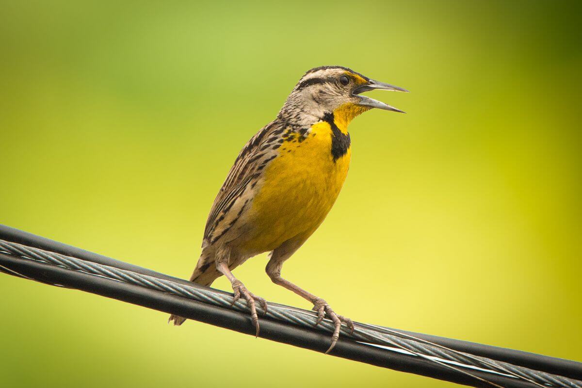 Photo of the Western Meadowlark Resting on a Cable