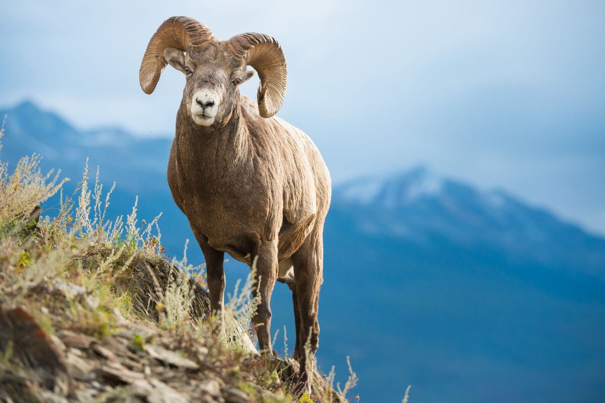 Montana Bighorn Sheep: Facts and Insights - Pocket Montana