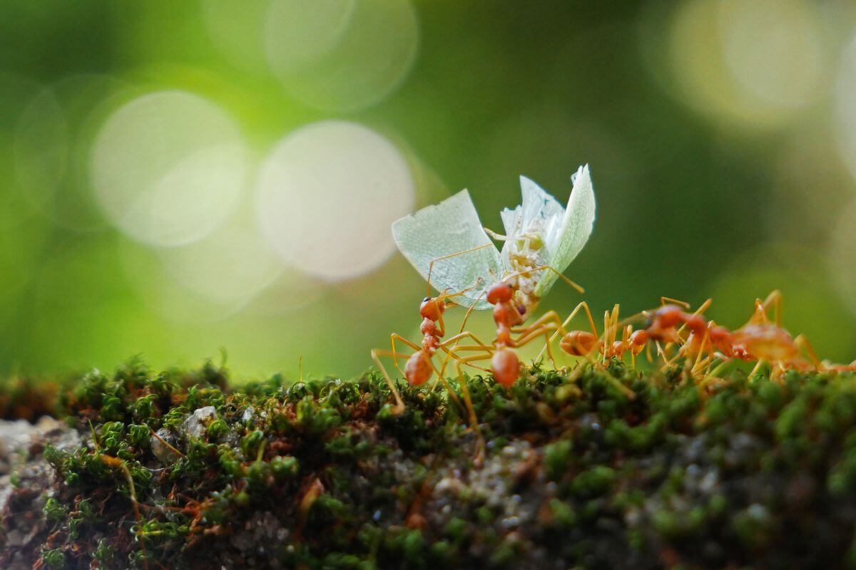 A group of ants standing on a moss-covered branch