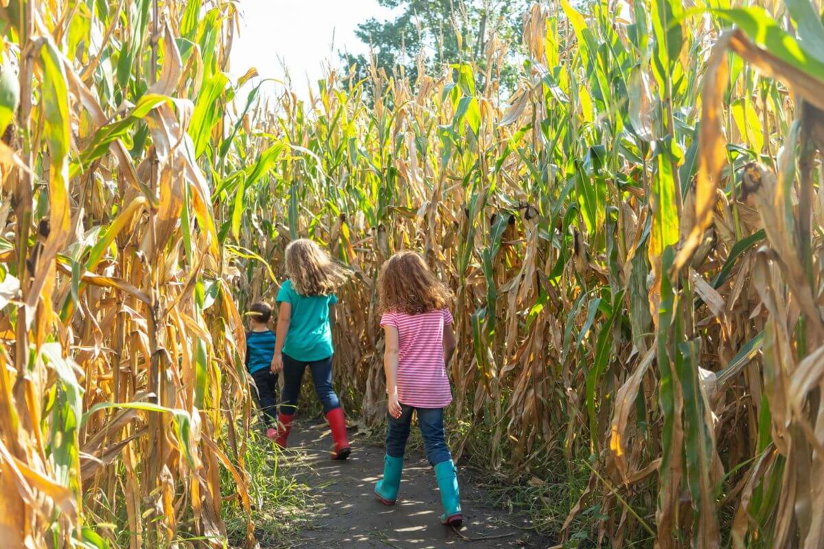 Kids finding their way through one of Montana's top corn mazes for families