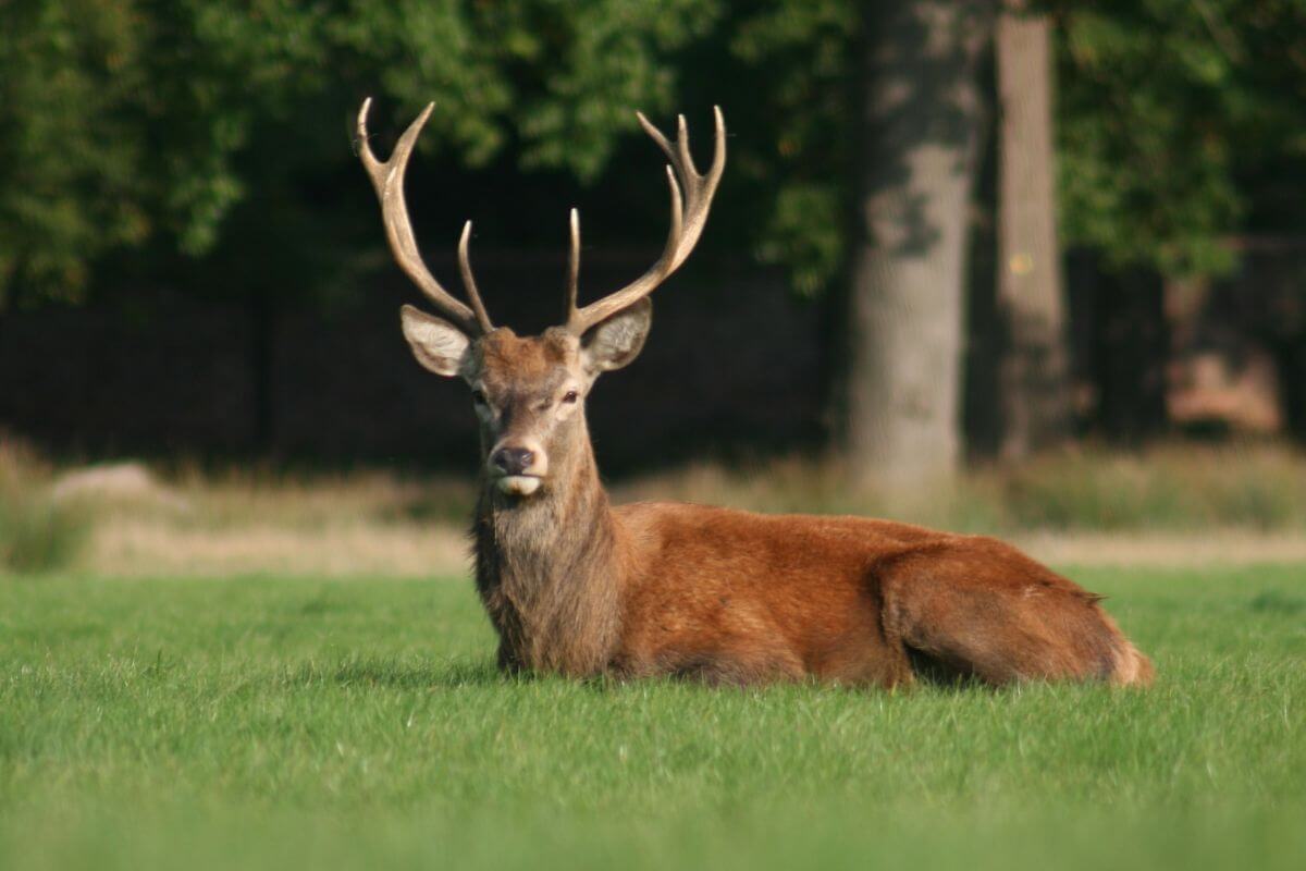 A majestic deer stag with large antlers peacefully lies on the grass in its Montana habitat.