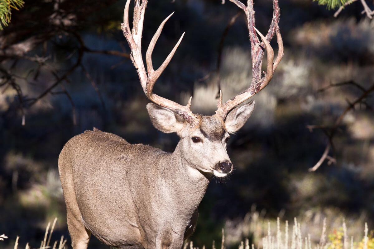 A majestic mule deer, one of the Montana deer types, stands alert in a forested area.