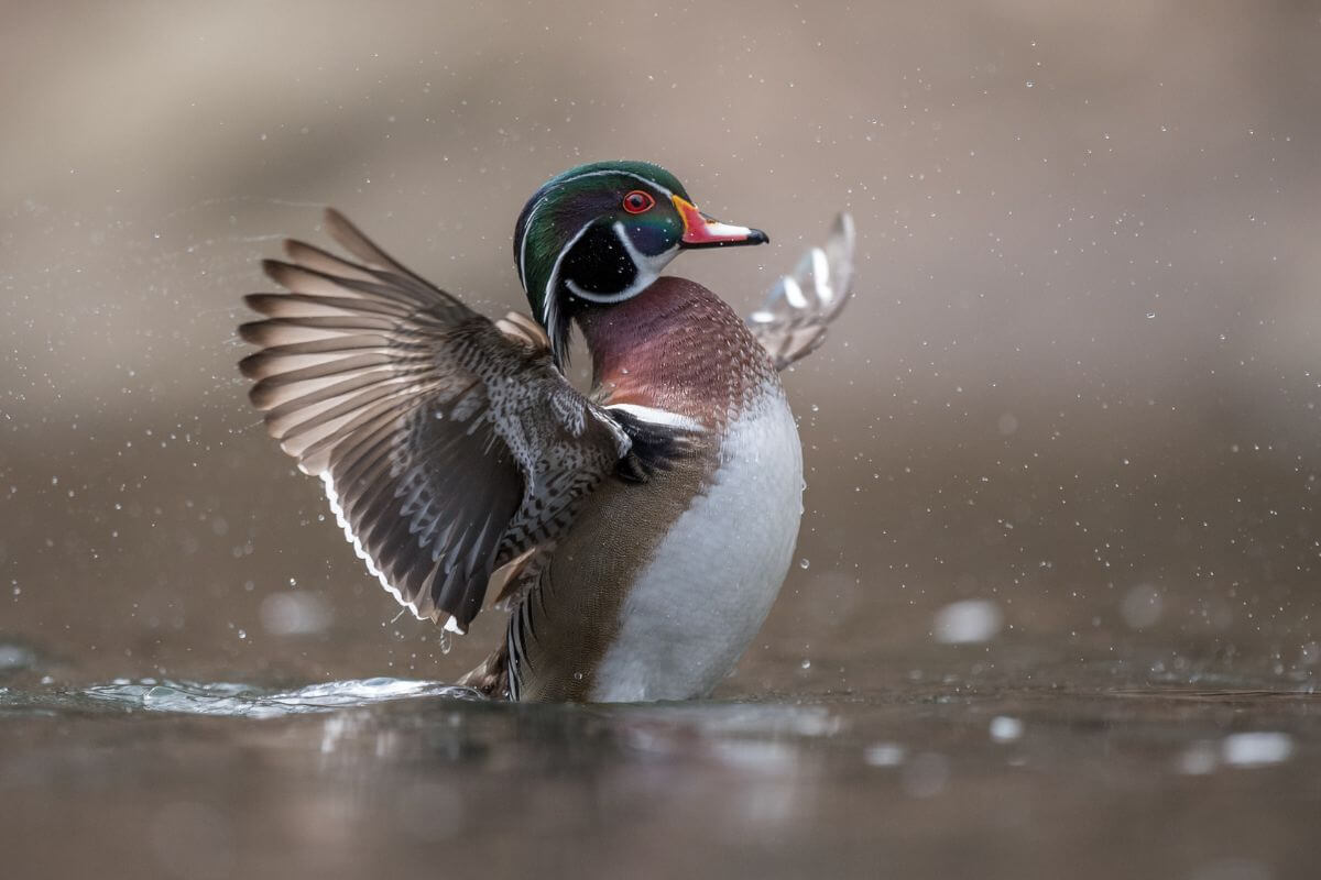 A colorful Montana wood duck flaps its wings while standing in shallow water.