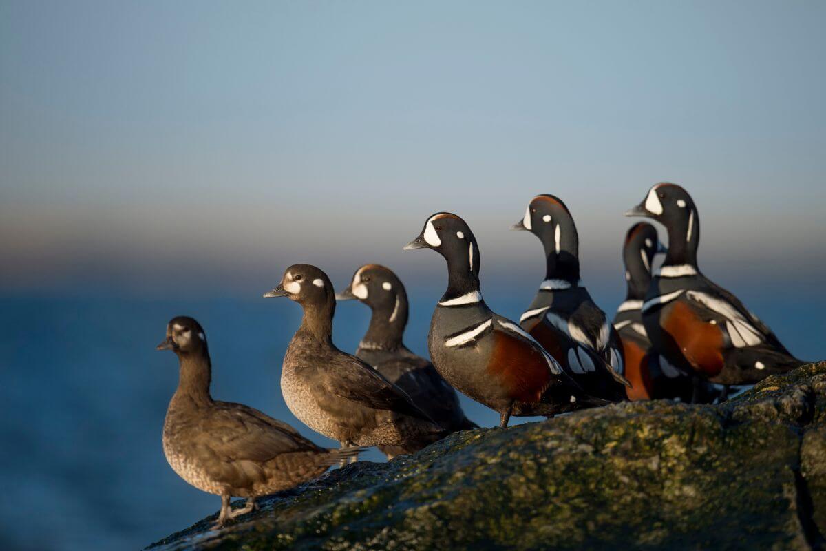 A group of Montana harlequin ducks perched on a coastal rock against a clear blue sky.