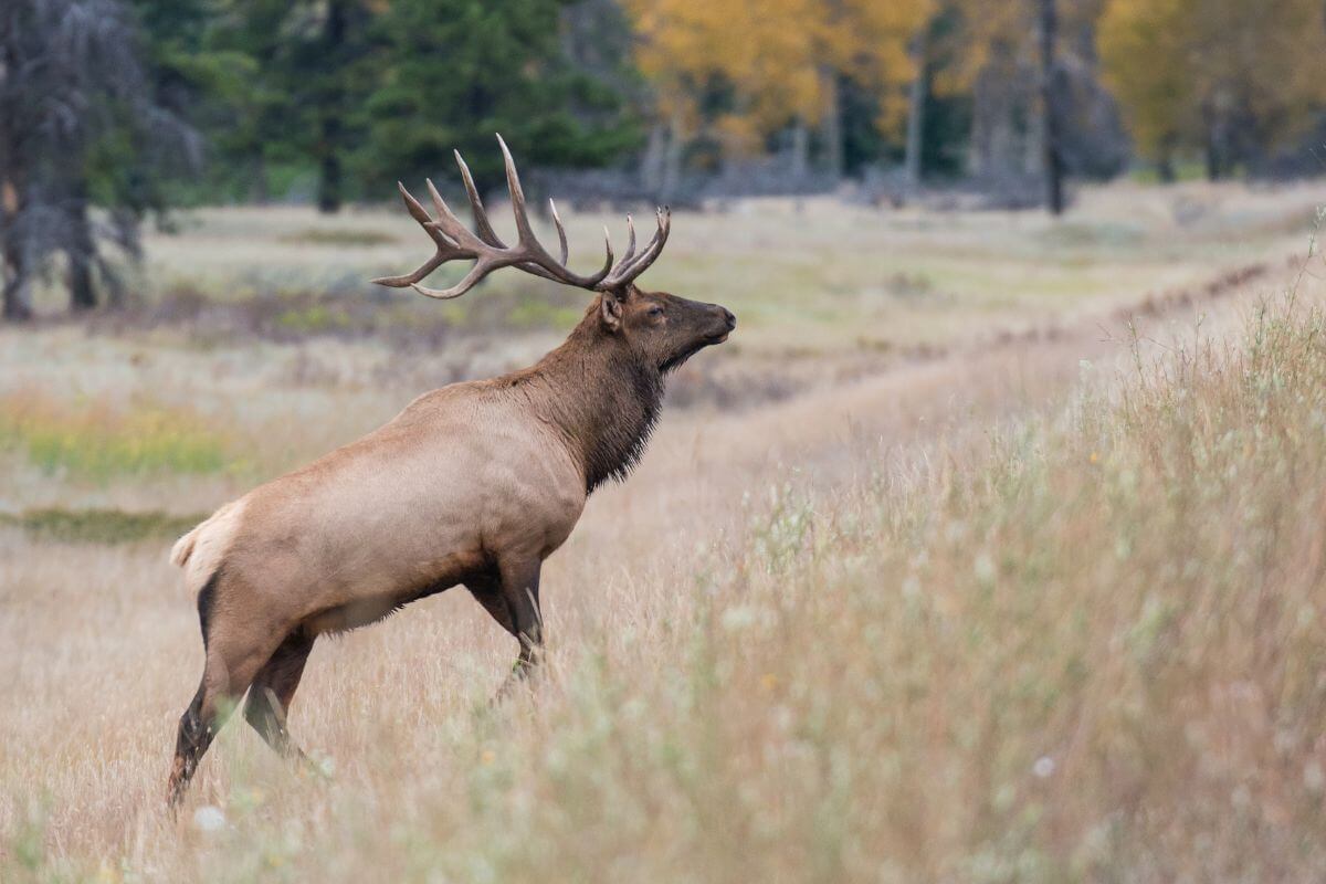 A Montana elk with a large, intricate antler rack stands in a grassy field.
