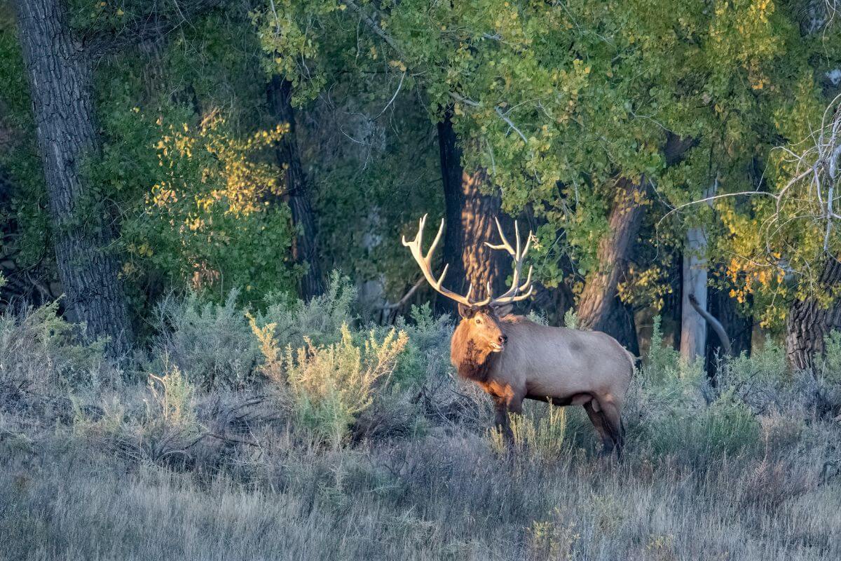 A Novice Hunter’s Guide to Montana Elk Hunting - Pocket Montana