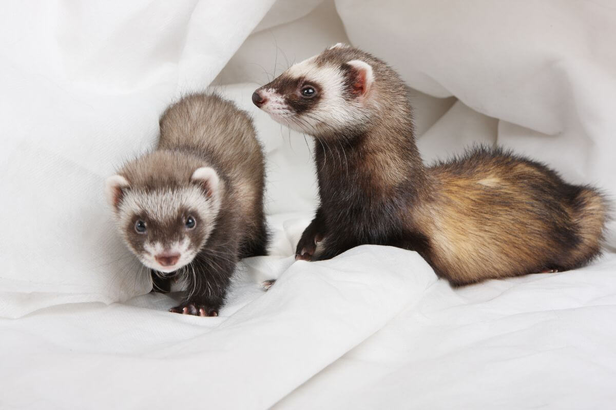 Black-Footed Ferrets, one of the endangered species in Montana, lay on a white cloth