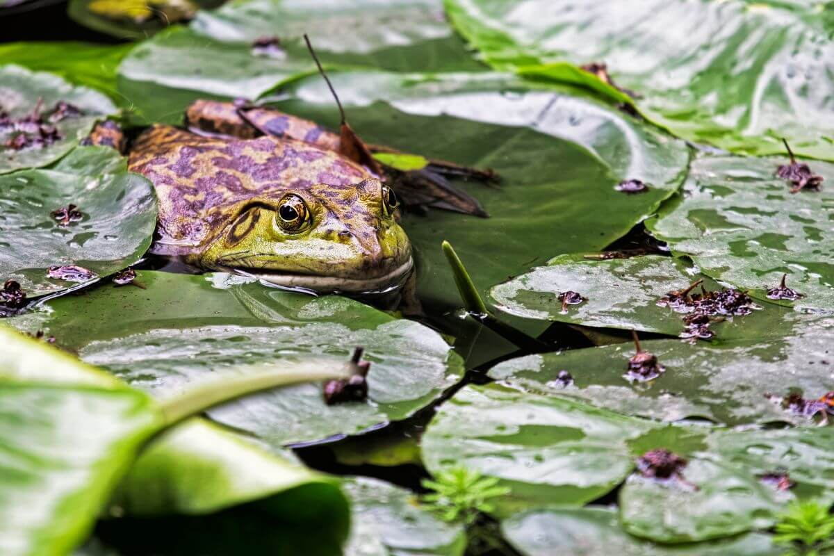 An American bullfrog, one of Montana's invasive species, resting on lily pads in a pond with its body partially submerged.