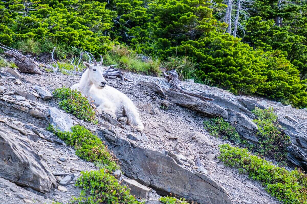 A Montana mountain goat lies on a rocky slope with patches of grass, surrounded by green shrubs and trees.
