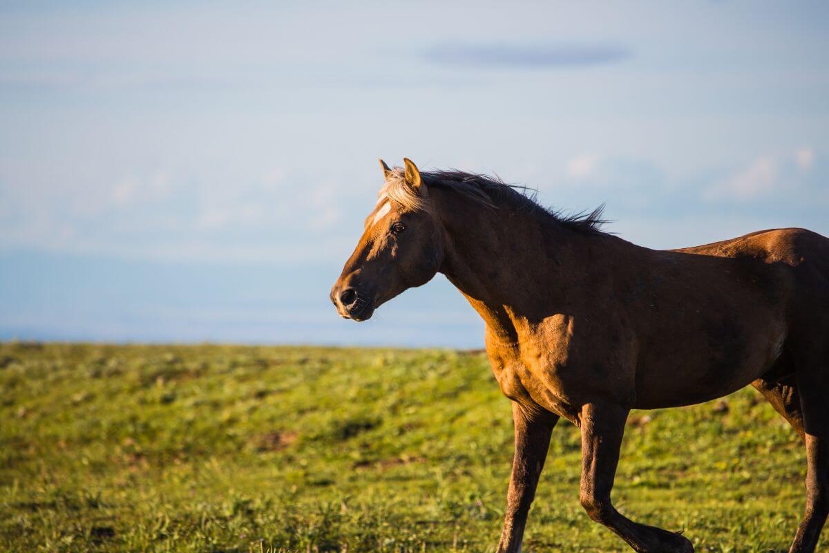 A brown Montana mountain horse trotting across a vibrant green pasture under a clear blue sky.