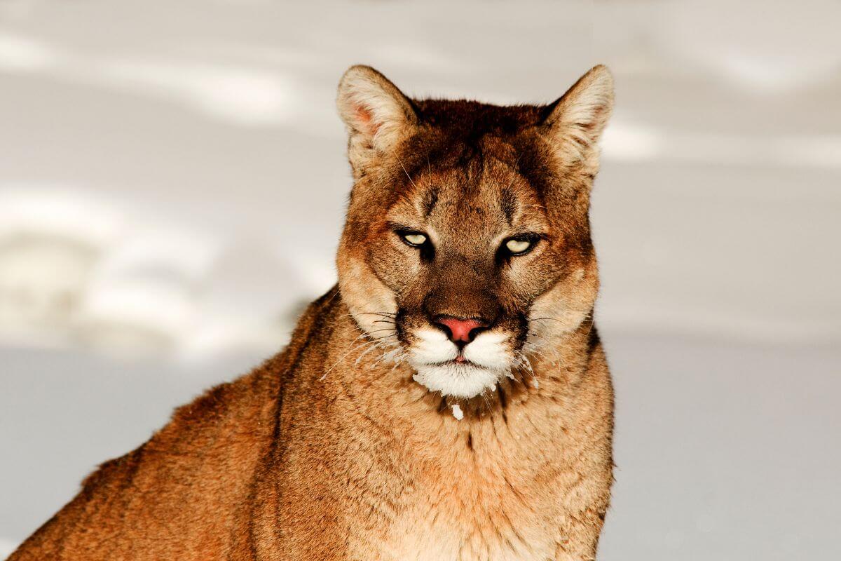 Close-up of a Montana mountain lion in captivity, eyes intense looking at the camera