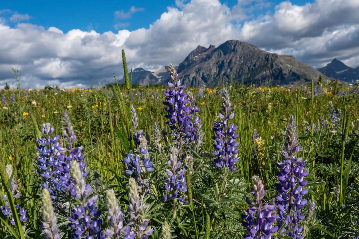 Top 21 Native Plants in Montana - Pocket Montana