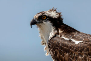 Close-up of a Montana osprey with detailed feathers and a sharp gaze.