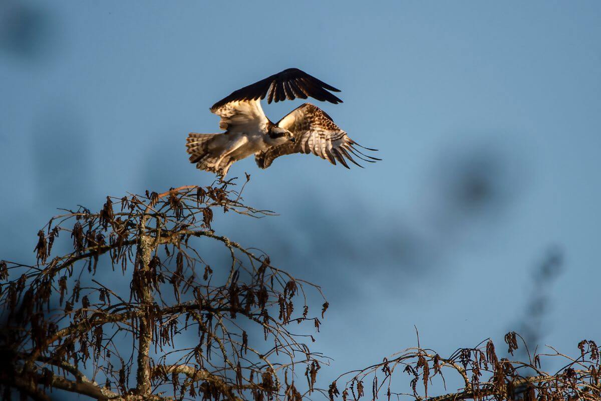 A Montana osprey in flight with wings spread wide prepares to land on a tree branch.