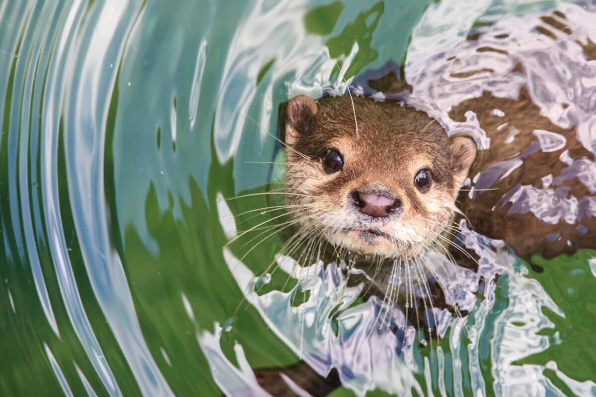 An otter in Montana pops its head above the water, its wet whiskers and alert eyes clearly visible as it creates ripples.