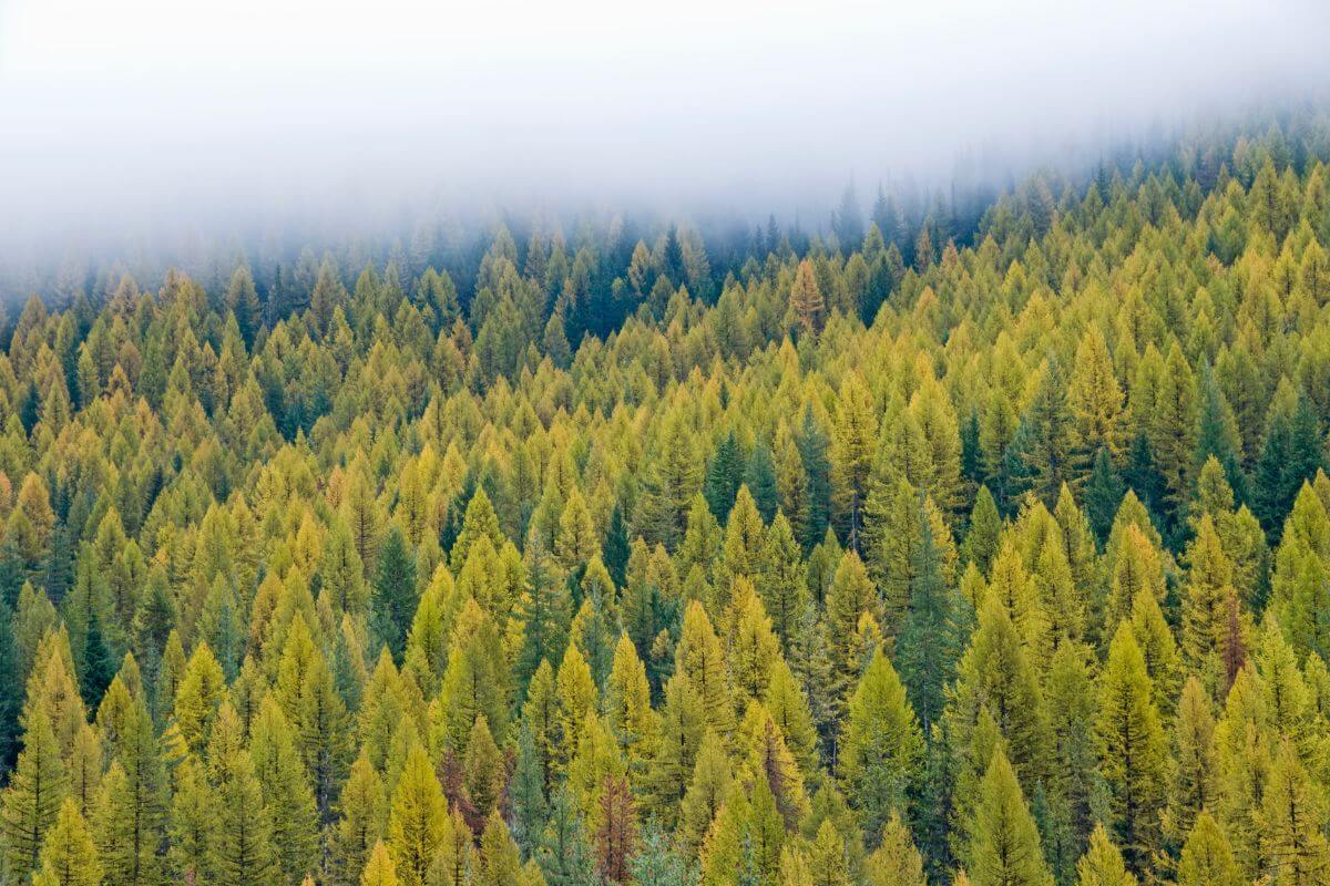 13 Types of Montana Pine Trees A Nature Lover’s Guide Pocket Montana