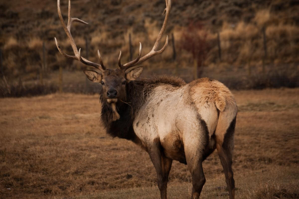 when-to-buy-montana-preference-points-a-hunter-s-guide-pocket-montana