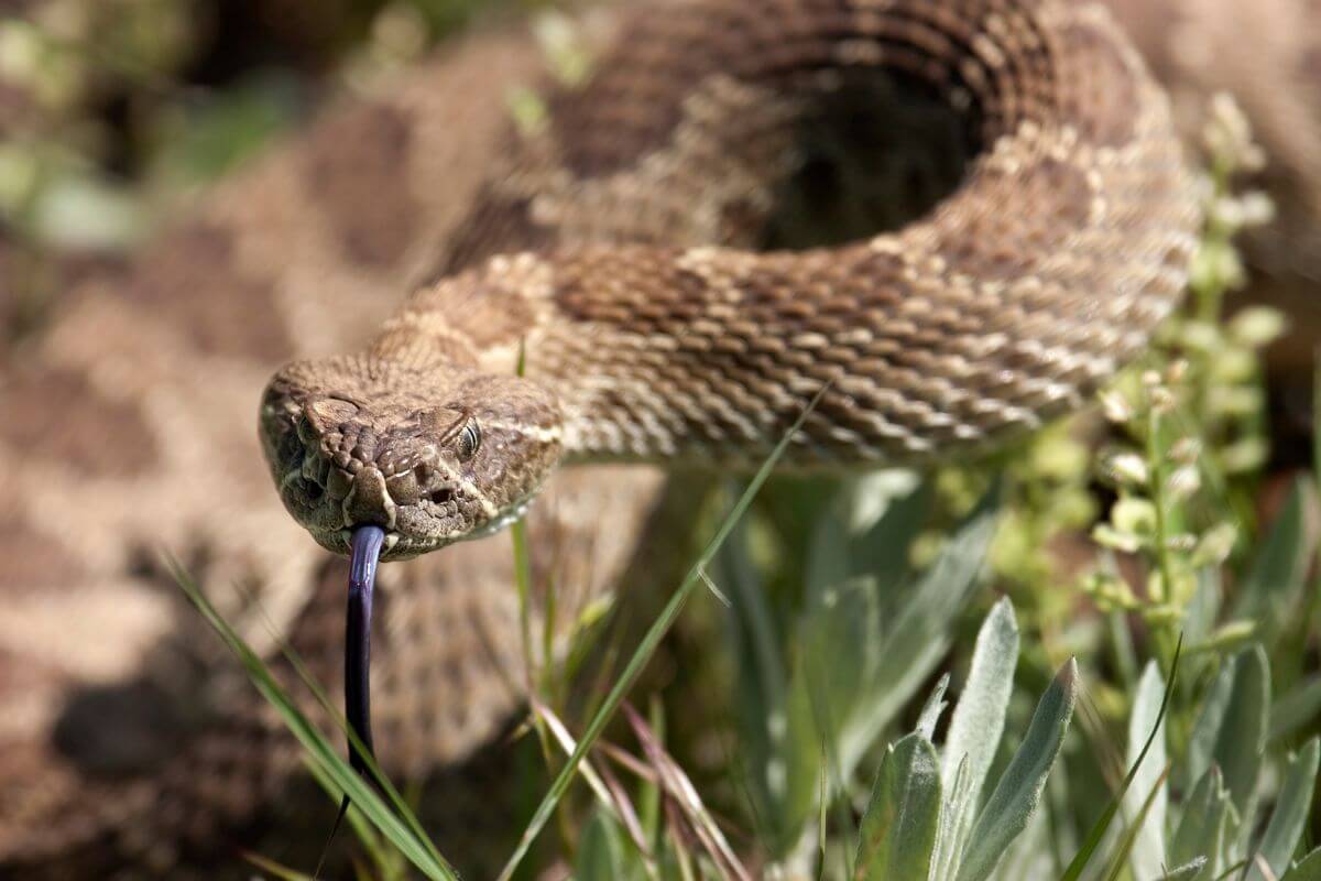 A Montana rattlesnake with its tongue out, coiled amid green foliage.