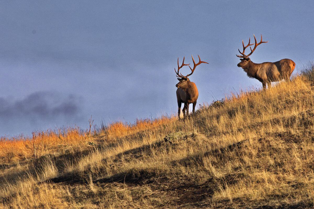 Guide to Elk Hunting During Montana Shoulder Season Pocket Montana