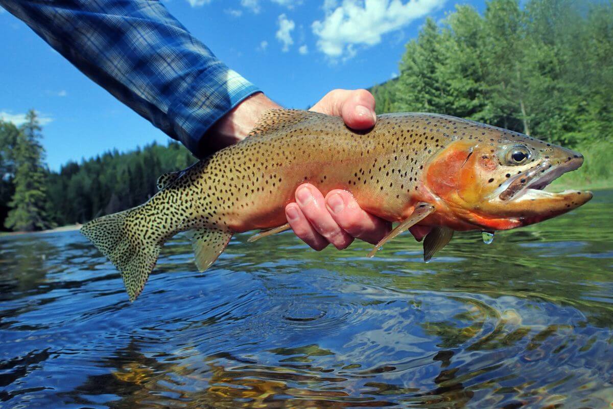 Man Holding Blackspotted Cutthroat Trout in Lake