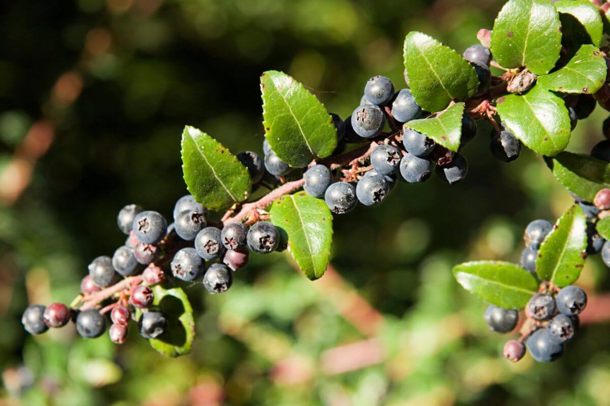 Montana State Fruit Huckleberry Pocket Montana