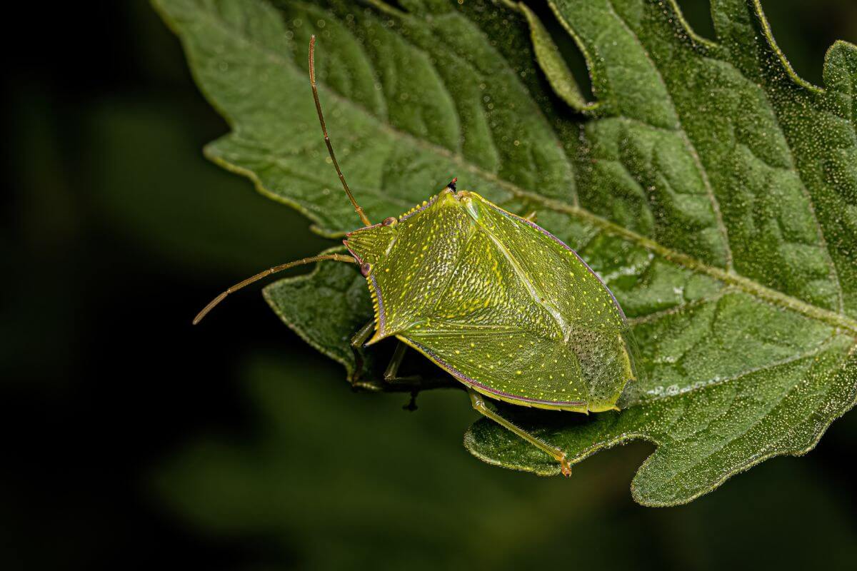 Get To Know Montana’s 11 Stink Bugs A Complete Guide Pocket Montana