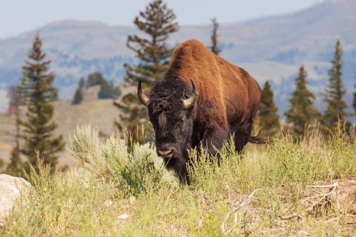 A lone bison grazing on the grasslands of Montana.