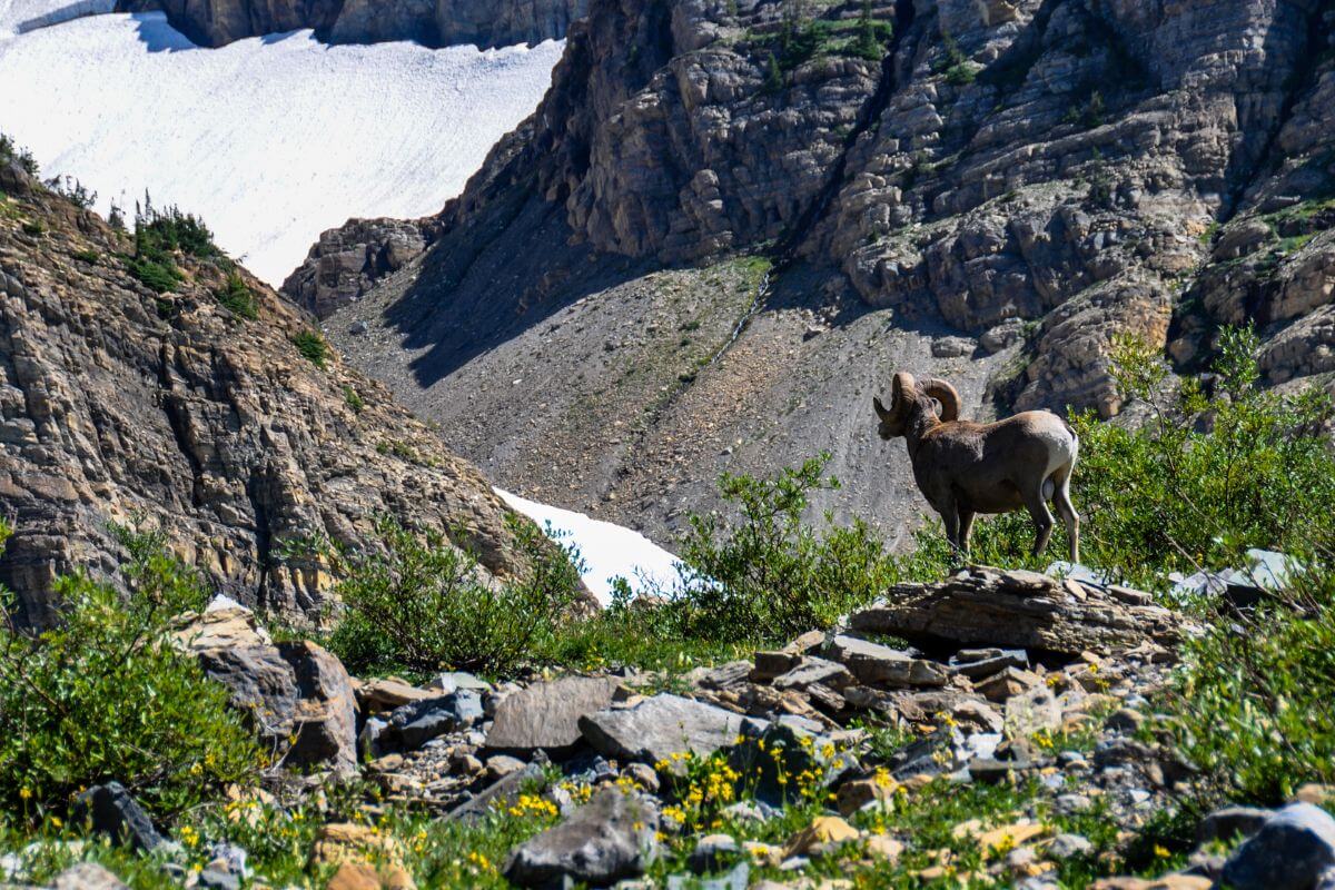 11 Best Montana Nature Tours for Wildlife Enthusiasts - Pocket Montana