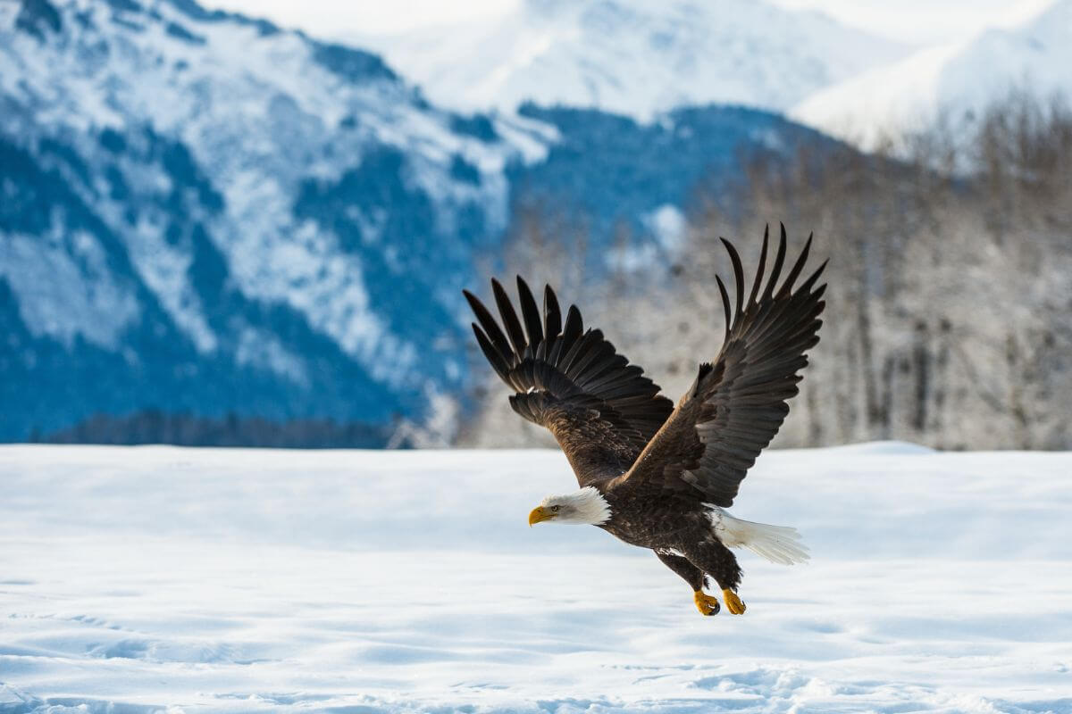 A bald eagle, one of the most common Montana winter birds, with its wings fully spread mid-flight above a snowy landscape, with snow-covered mountains and a forest in the background.