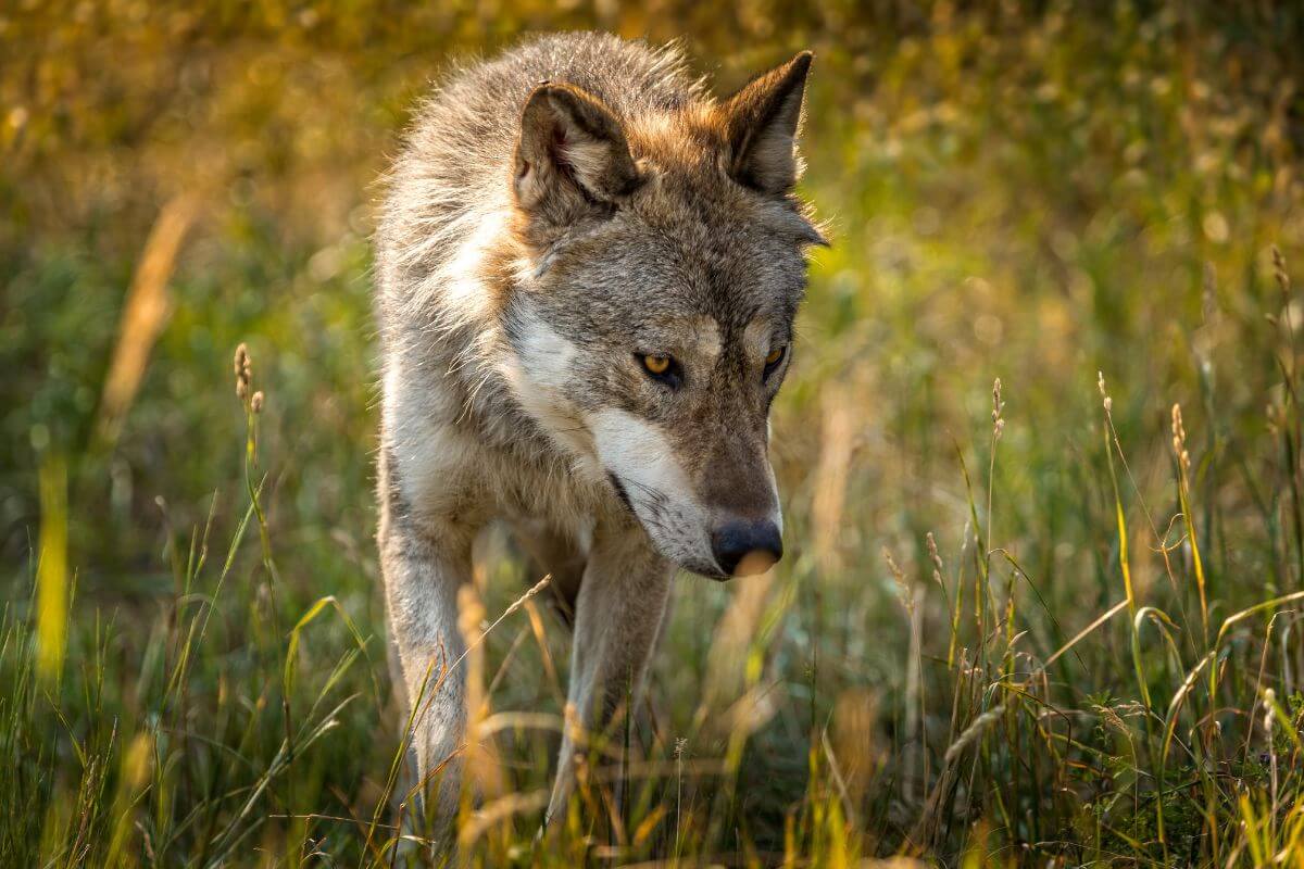 Montana Wolf Hunting and Trapping: Expert Tips and Advice - Pocket Montana