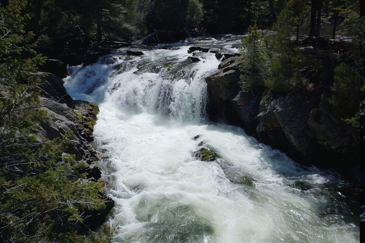 Sentinel Falls in Montana cascades over rocks amid lush greenery