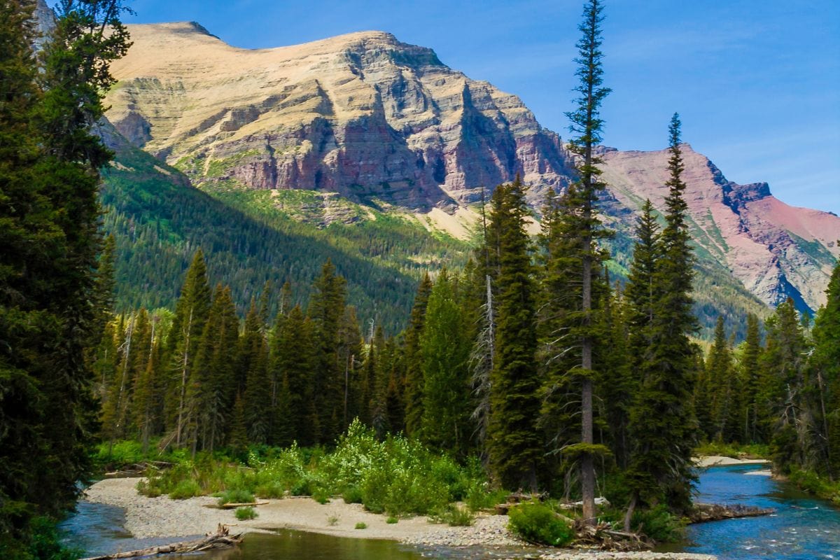 17 Types of Montana Trees Unveiled: A Tree Lover's Handbook - Pocket ...